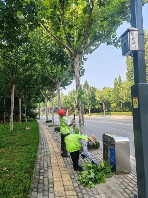 泰安市园林绿化管理服务中心 高标准做好泰山国际登山节服务保障工作