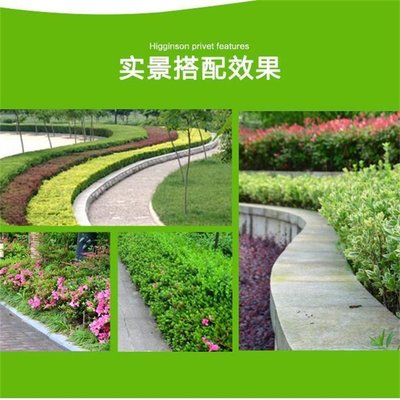 芭蕉树公园小区绿化花坛花镜绿化景区园林造景工程造景